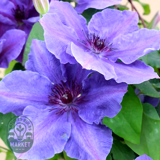 Clematis Boulevard® Ravel™