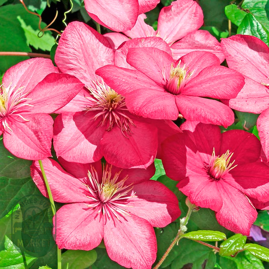 Clematis 'Comtesse de Bouchard'