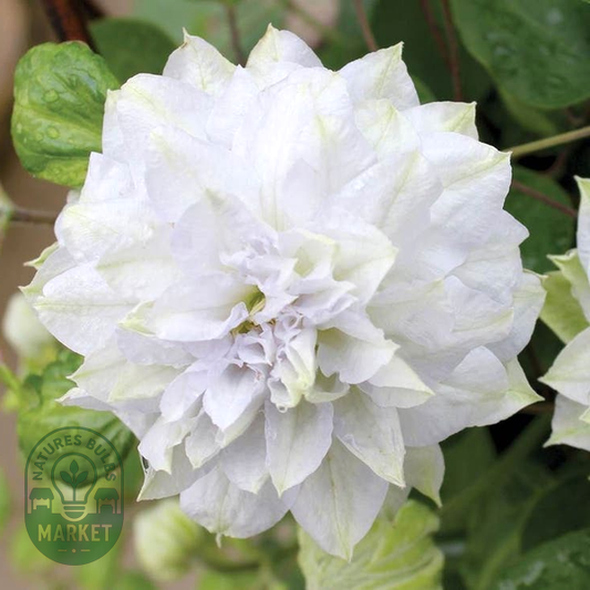 Clematis 'Diamond Ball'