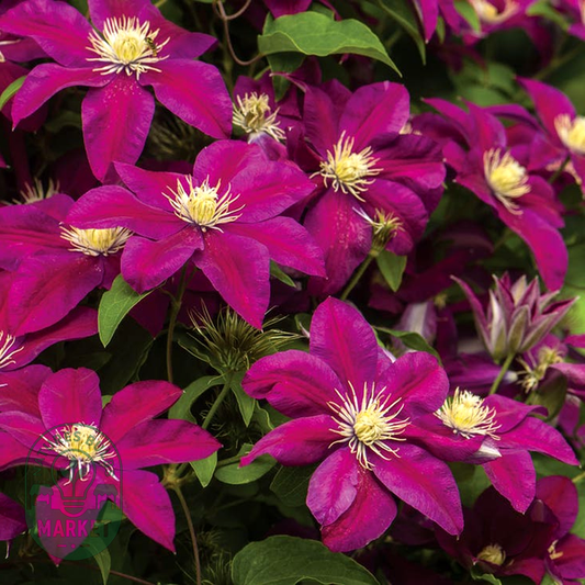Clematis 'Ernest Markham'