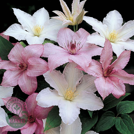 Clematis 'Hagley'