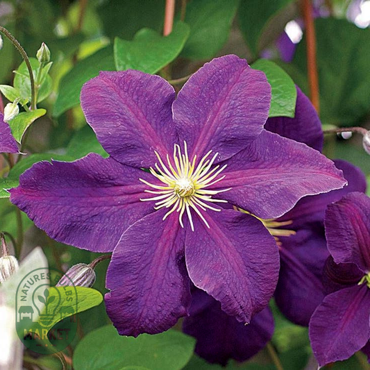 Clematis 'Jackmanii'