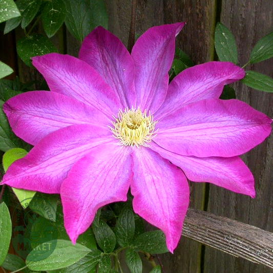 Clematis 'Kakio' Pink Champagne