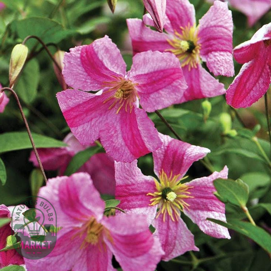 Clematis Pink Mink®