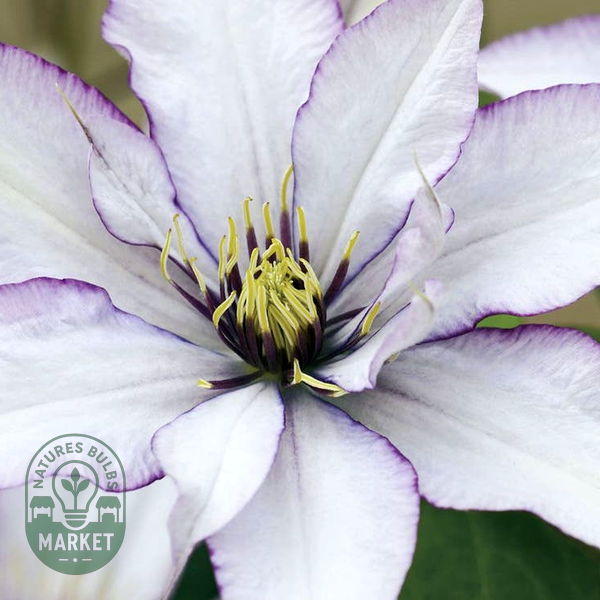 Clematis Samaritan Jo™ Boulevard®