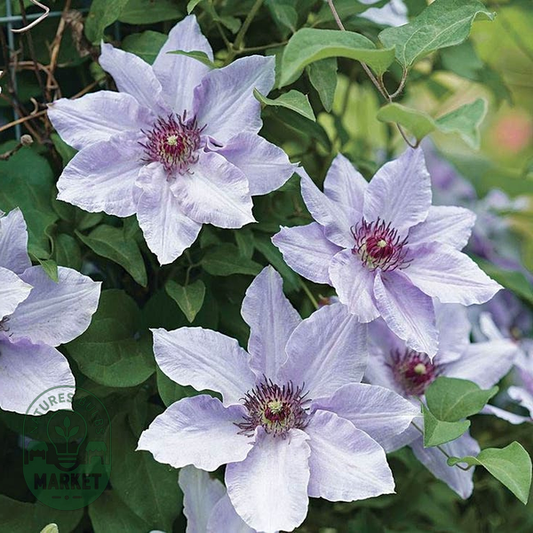 Clematis Still Waters™