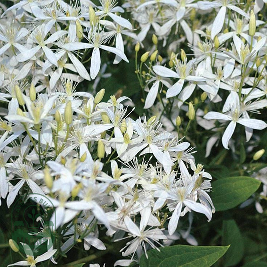 Clematis Sweet Autumn