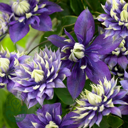 Clematis 'Taiga'