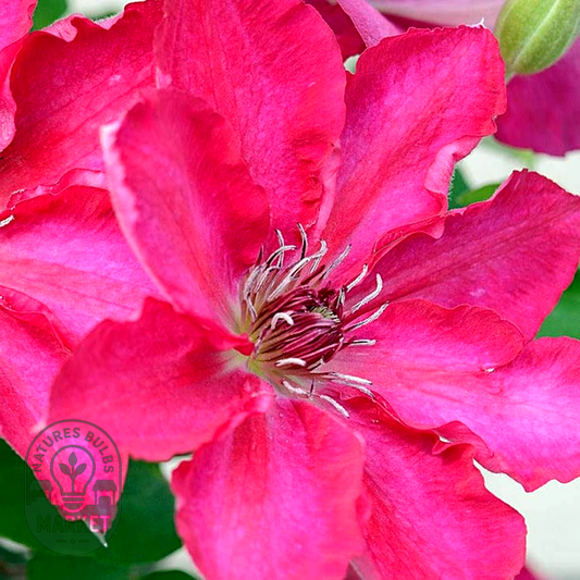 Clematis Tekla™ Garland®