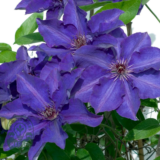 Clematis 'The President'