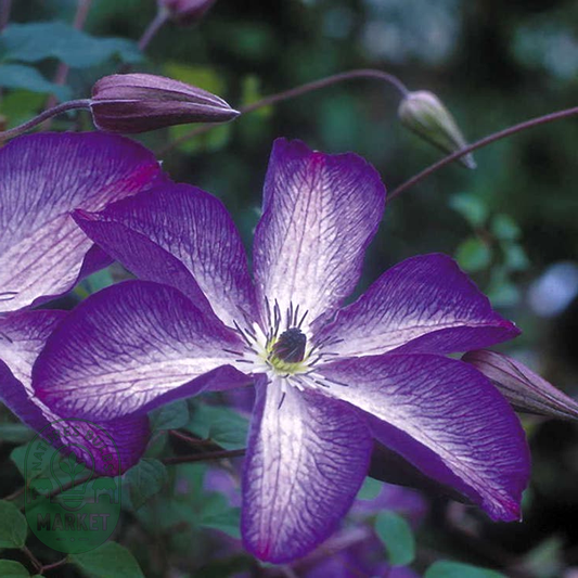 Clematis 'Venosa Violacea'