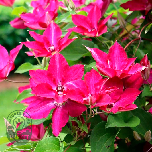 Clematis 'Viva Polonia'