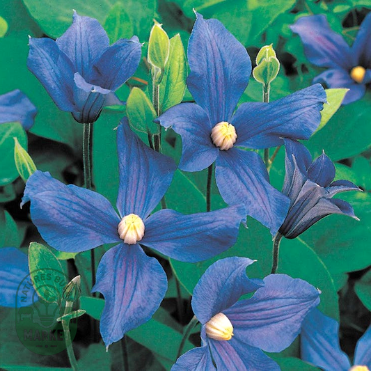 Clematis durandii