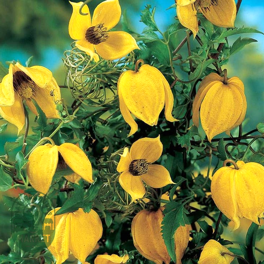 Clematis tangutica