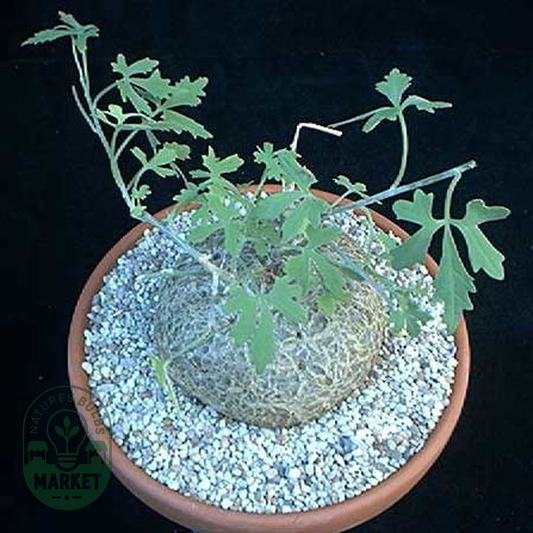 Coccinia palmata