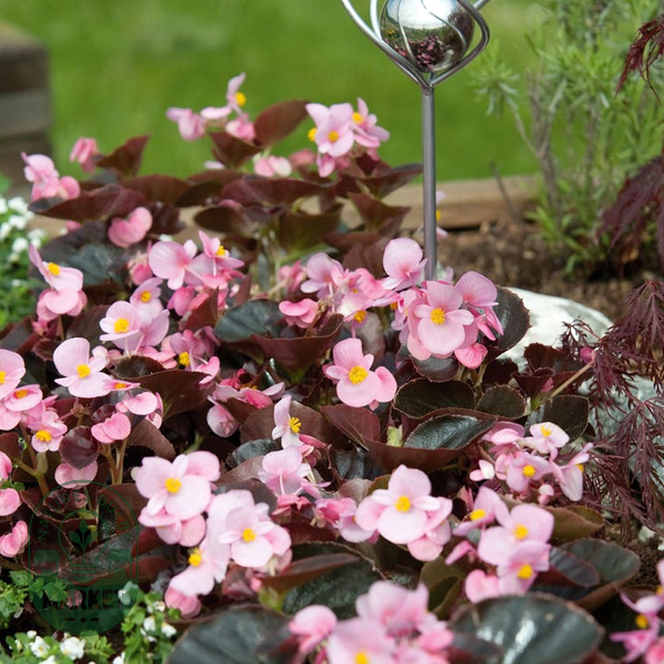 Cocktail™ Brandy™ Begonia Seeds