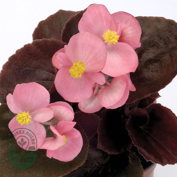 Cocktail™ Gin™ Begonia Seeds