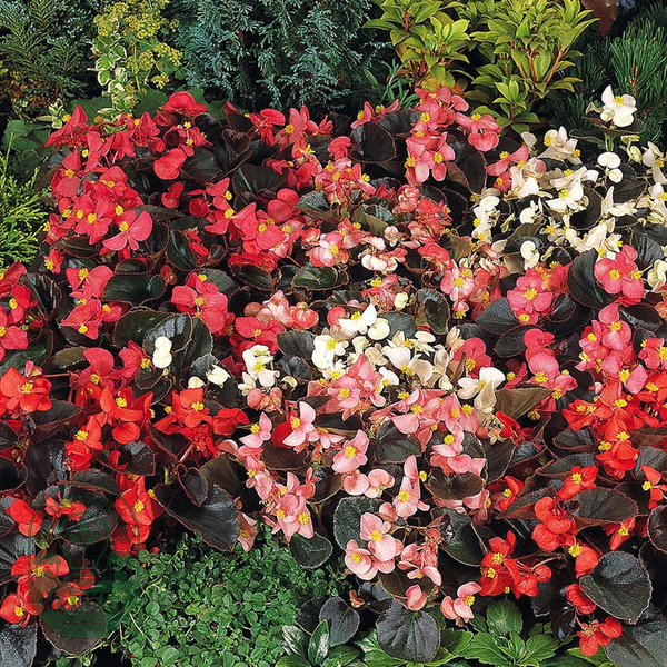 Cocktail™ Mix Begonia Seeds