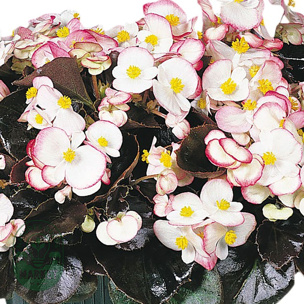 Cocktail™ Rum Begonia Seeds