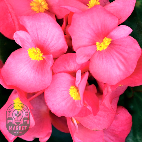 Cocktail™ Tequila Begonia Seeds