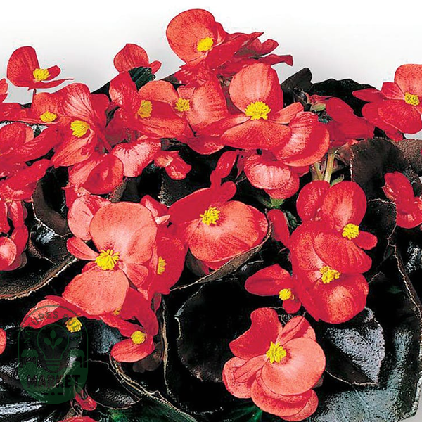 Cocktail™ Vodka Begonia Seeds