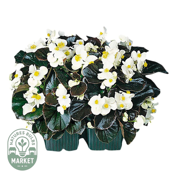 Cocktail™ Whisky™ Begonia Seeds