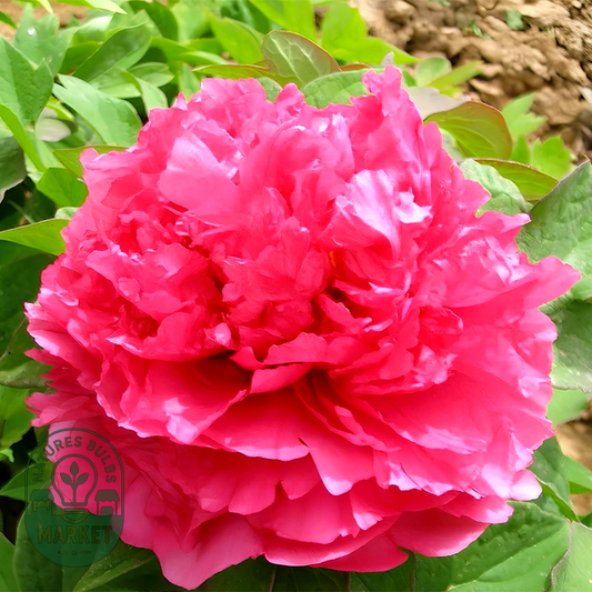 Coiled Leaf Red