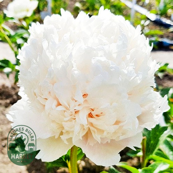 Colonel Owens Cousins