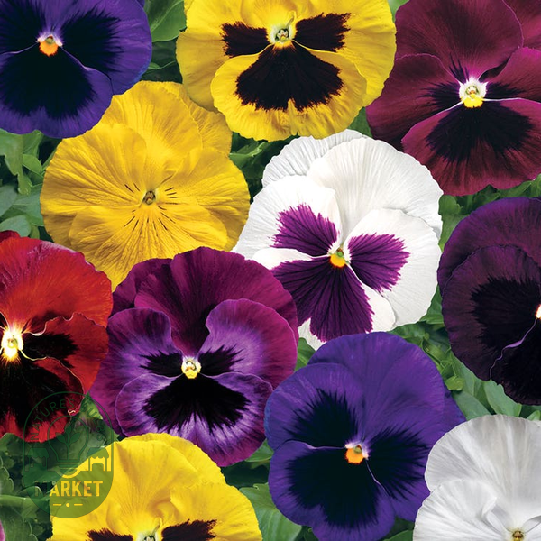 Colossus™ Mix Hybrid Pansy Seeds