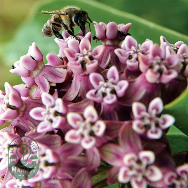 Common Milkweed Heirloom Seeds