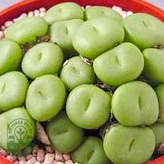 Conophytum pearsonii