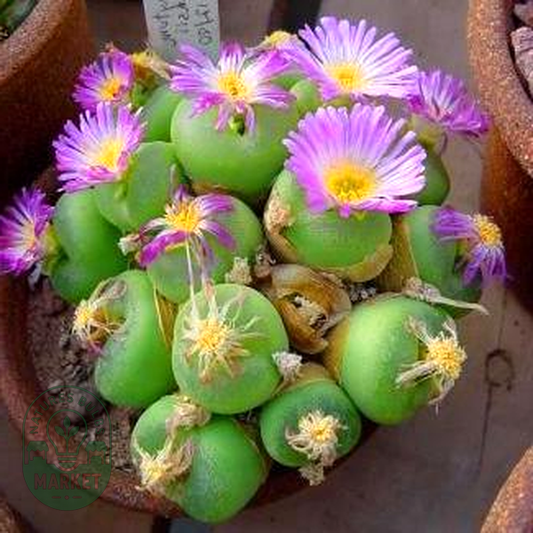 Conophytum pillansii