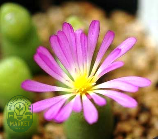 Conophytum smorenskaduense