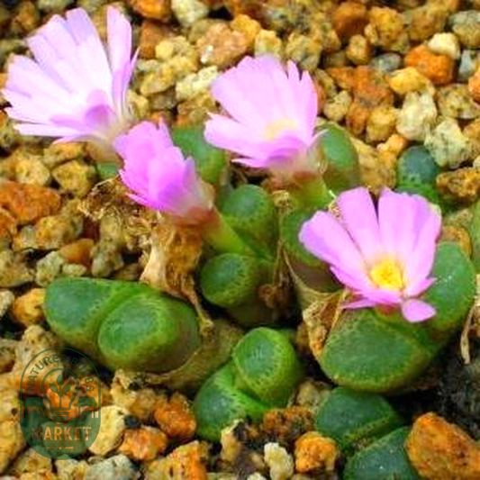 Conophytum subfenestratum