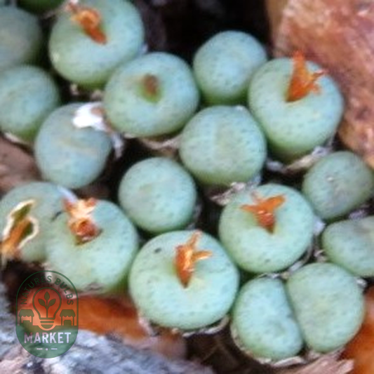 Conophytum truncatum