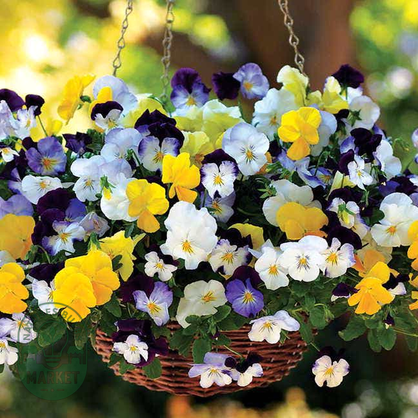 Cool Wave® Mix Pansy Seeds