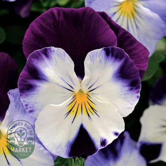 Cool Wave® Violet Wing Pansy Seeds