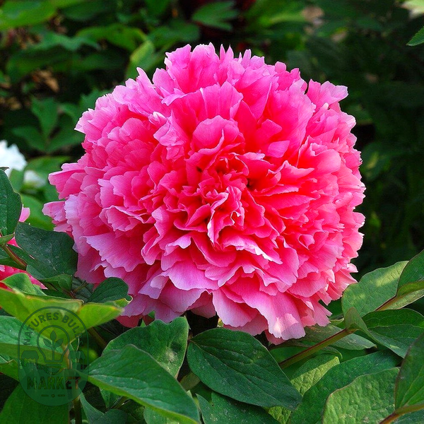 Coral Altar Shan Hu Tai