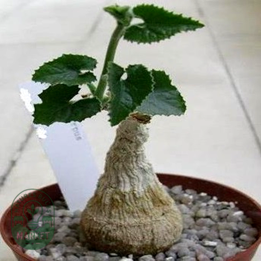 Corallocarpus bainesii