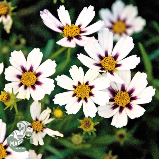 Coreopsis Big Bang™ 'Star Cluster'