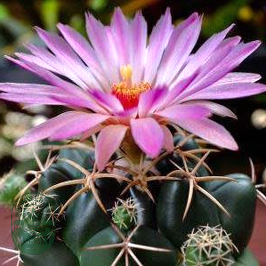 Coryphantha elephantidens