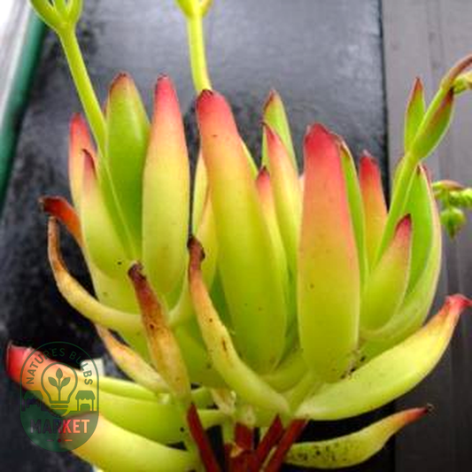Cotyledon campanulata