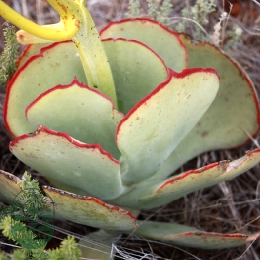 Cotyledon cuneata