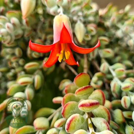 Cotyledon pendens