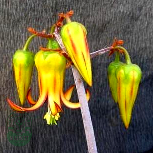 Cotyledon velutina