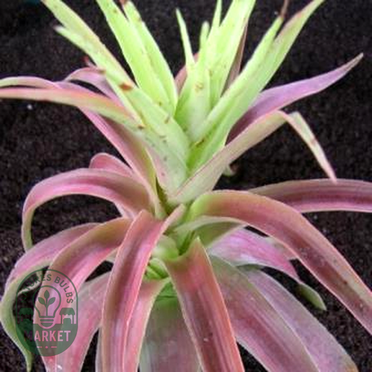 Crassula acinaciformis