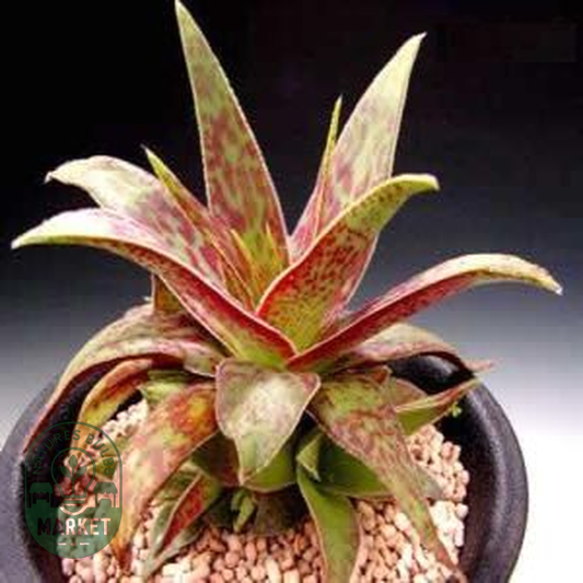 Crassula alba