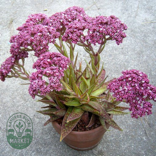 Crassula alba parvisepala