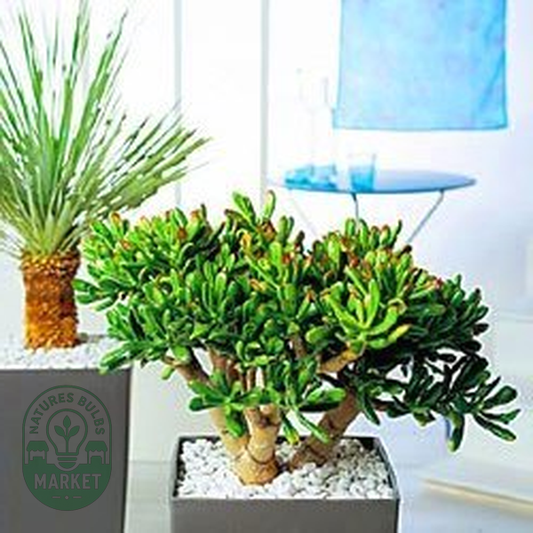 Crassula arborescens