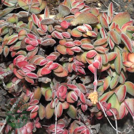 Crassula atropurpurea var muirii